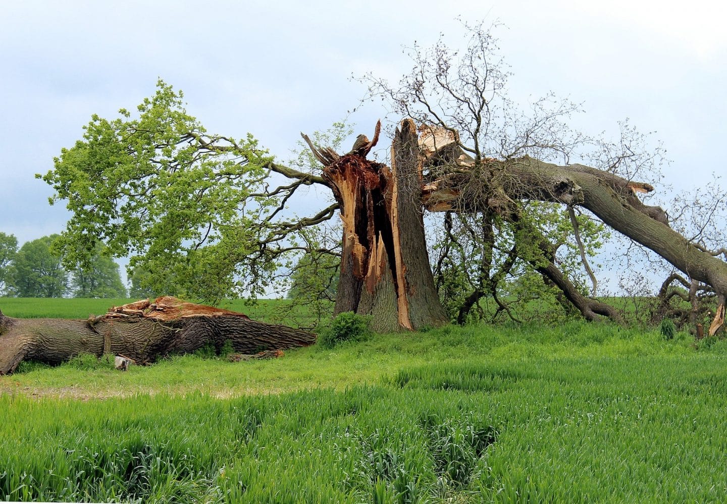 Big Green Tree Machine Tree Removal Tree Trimming Stump Grinding Emergency Services