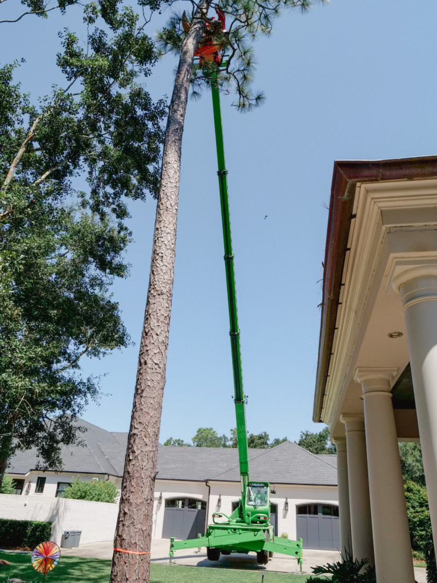 Robotic-Tree-Removal-Daphne-Fairhope-Spanish-Fort-Baldwin-County-Alabama-5
