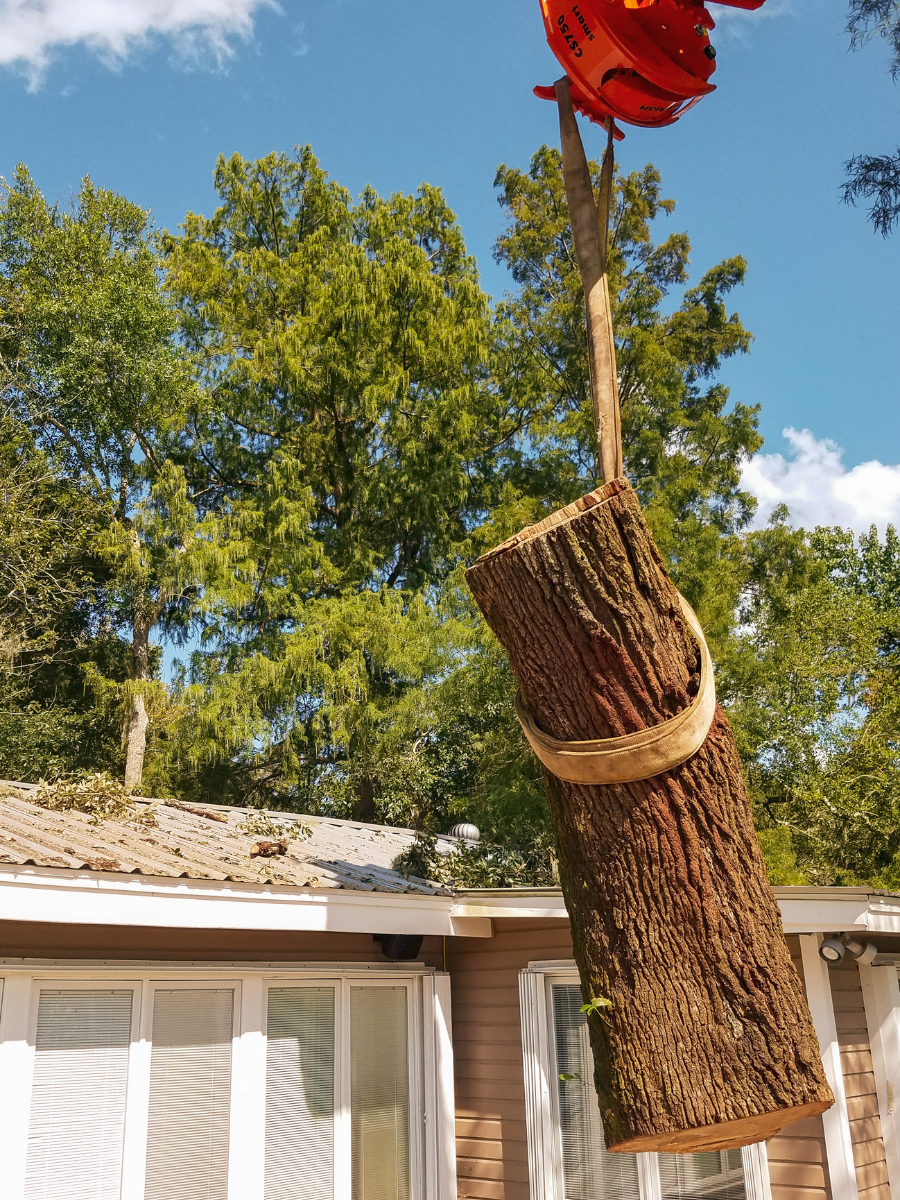 Robotic-Tree-Removal-Daphne-Fairhope-Spanish-Fort-Baldwin-County-Alabama-6
