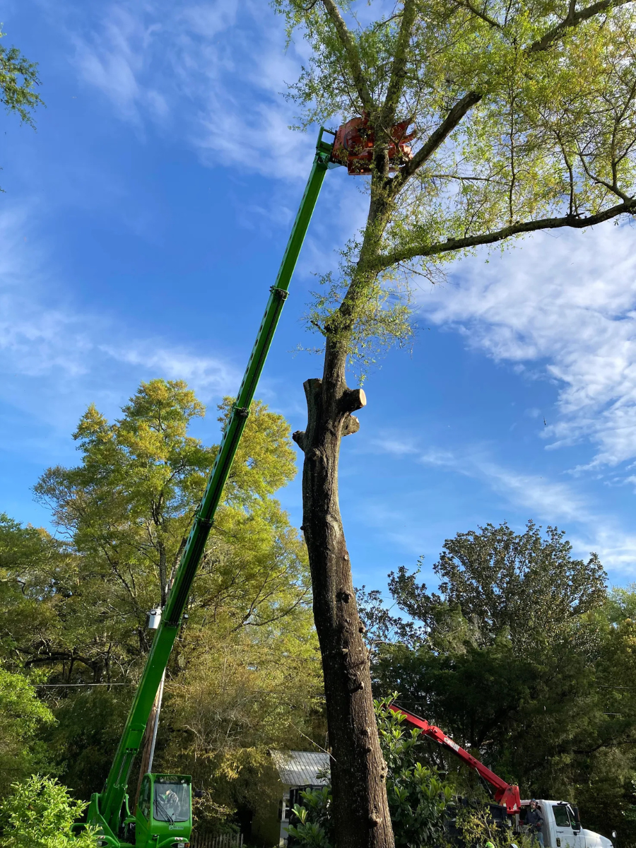 Robotic-Tree-Trimming-Daphne-Fairhope-Spanish-Fort-Baldwin-County-Alabama-4
