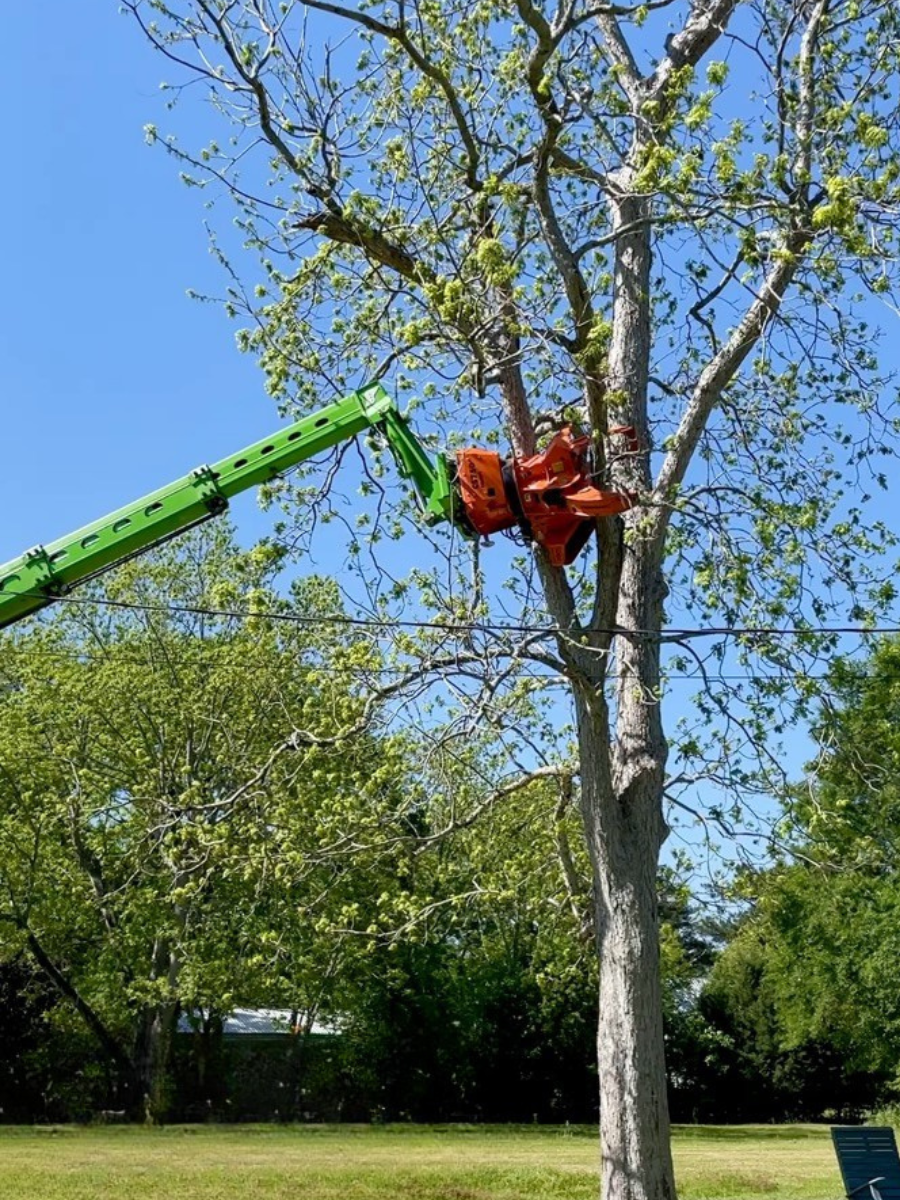Robotic-Tree-Trimming-Daphne-Fairhope-Spanish-Fort-Baldwin-County-Alabama-6
