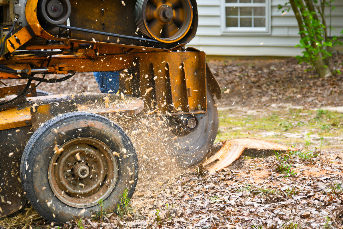 Stump-Grinding-Daphne-Fairhope-Spanish-Fort-Baldwin-County-Alabama-1