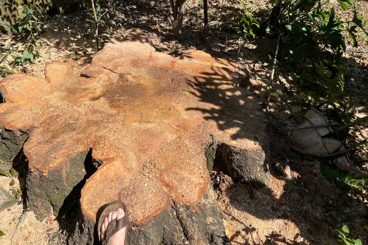 Stump-Grinding-Daphne-Fairhope-Spanish-Fort-Baldwin-County-Alabama-2