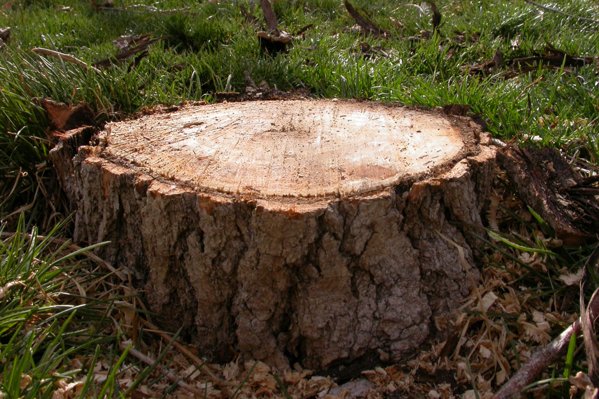 Stump-Grinding-Daphne-Fairhope-Spanish-Fort-Baldwin-County-Alabama-3