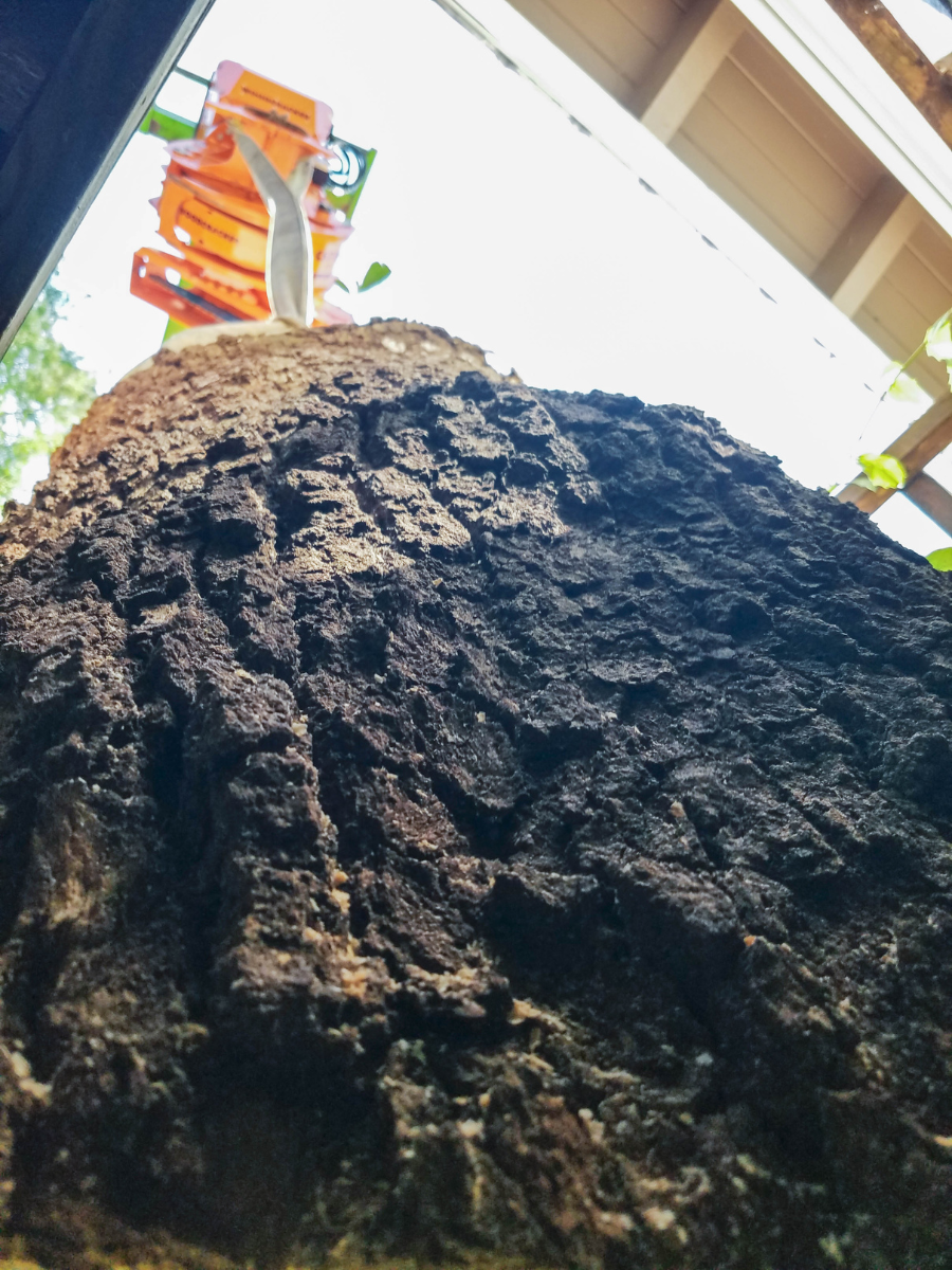 Stump-Grinding-Daphne-Fairhope-Spanish-Fort-Baldwin-County-Alabama-5